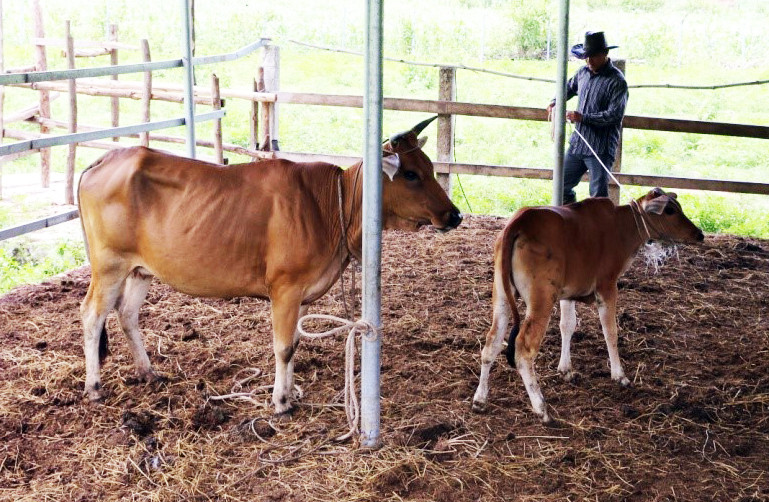 Cây gia phả 3 thế hệ bò tót lai quý hiếm ở Phước Bình ảnh 4