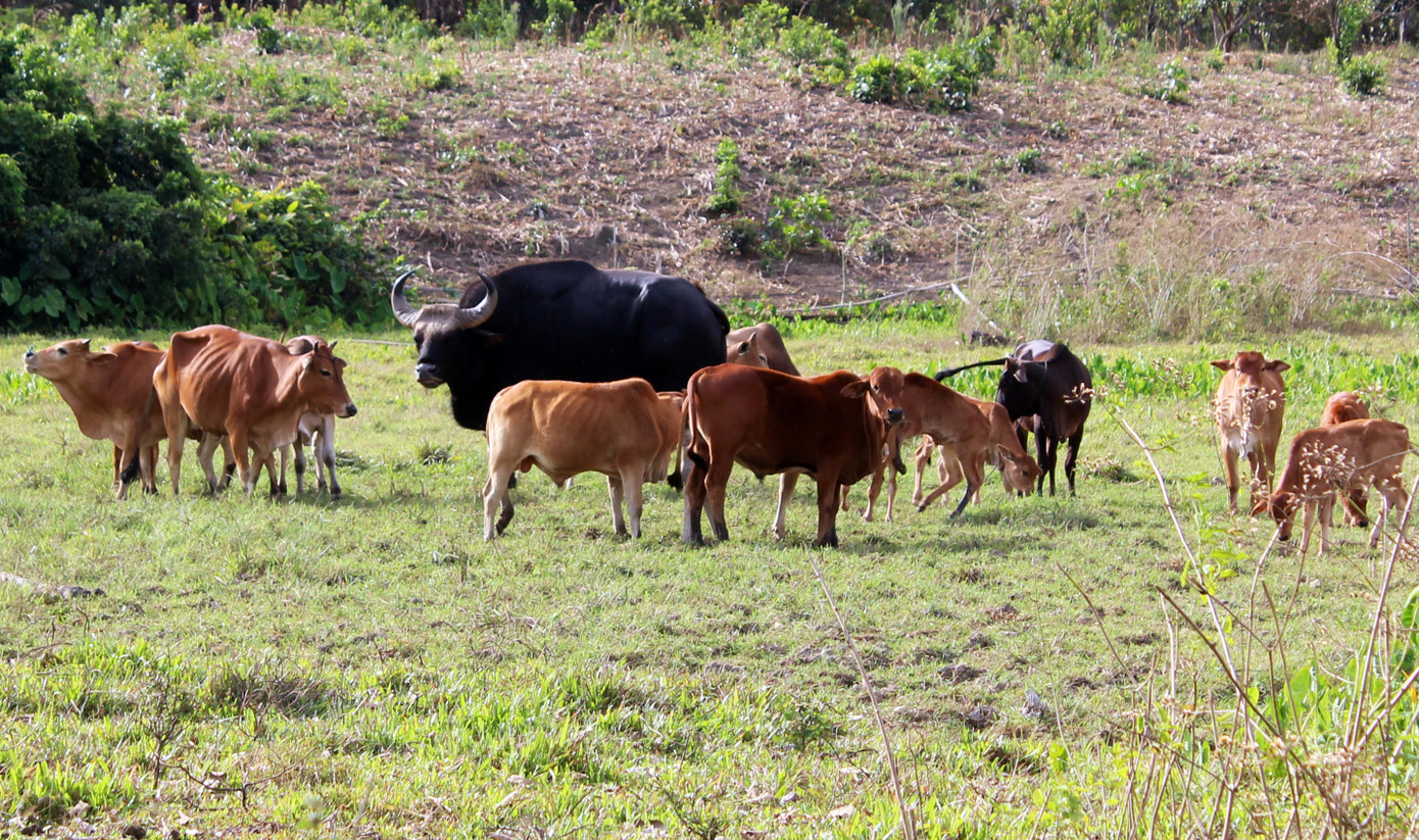 Cây gia phả 3 thế hệ bò tót lai quý hiếm ở Phước Bình ảnh 1