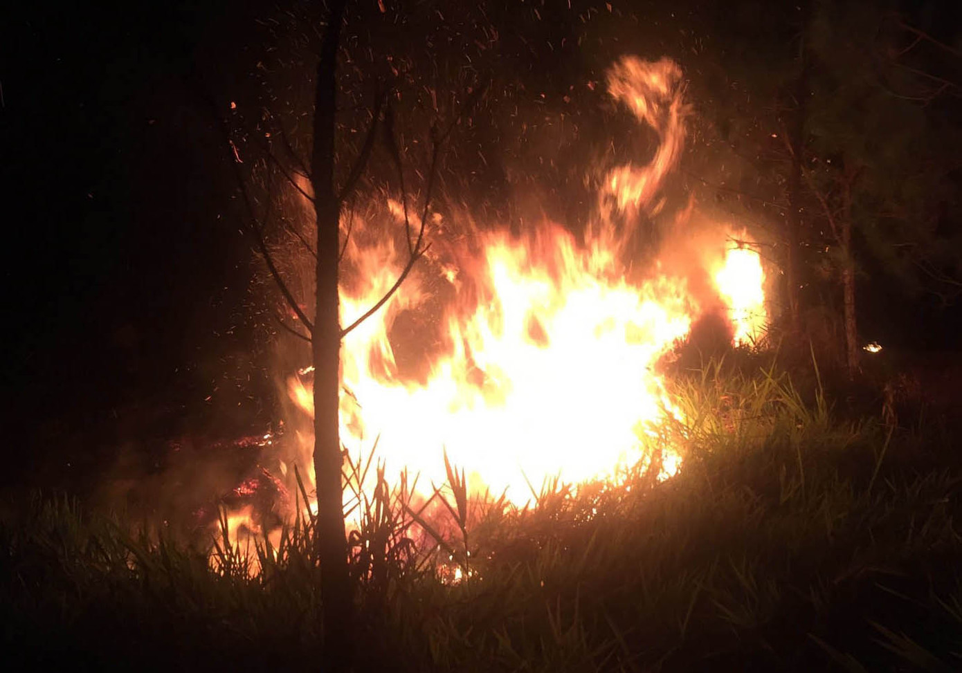 Rừng thông trên núi Đại Bình cháy dữ dội ảnh 1