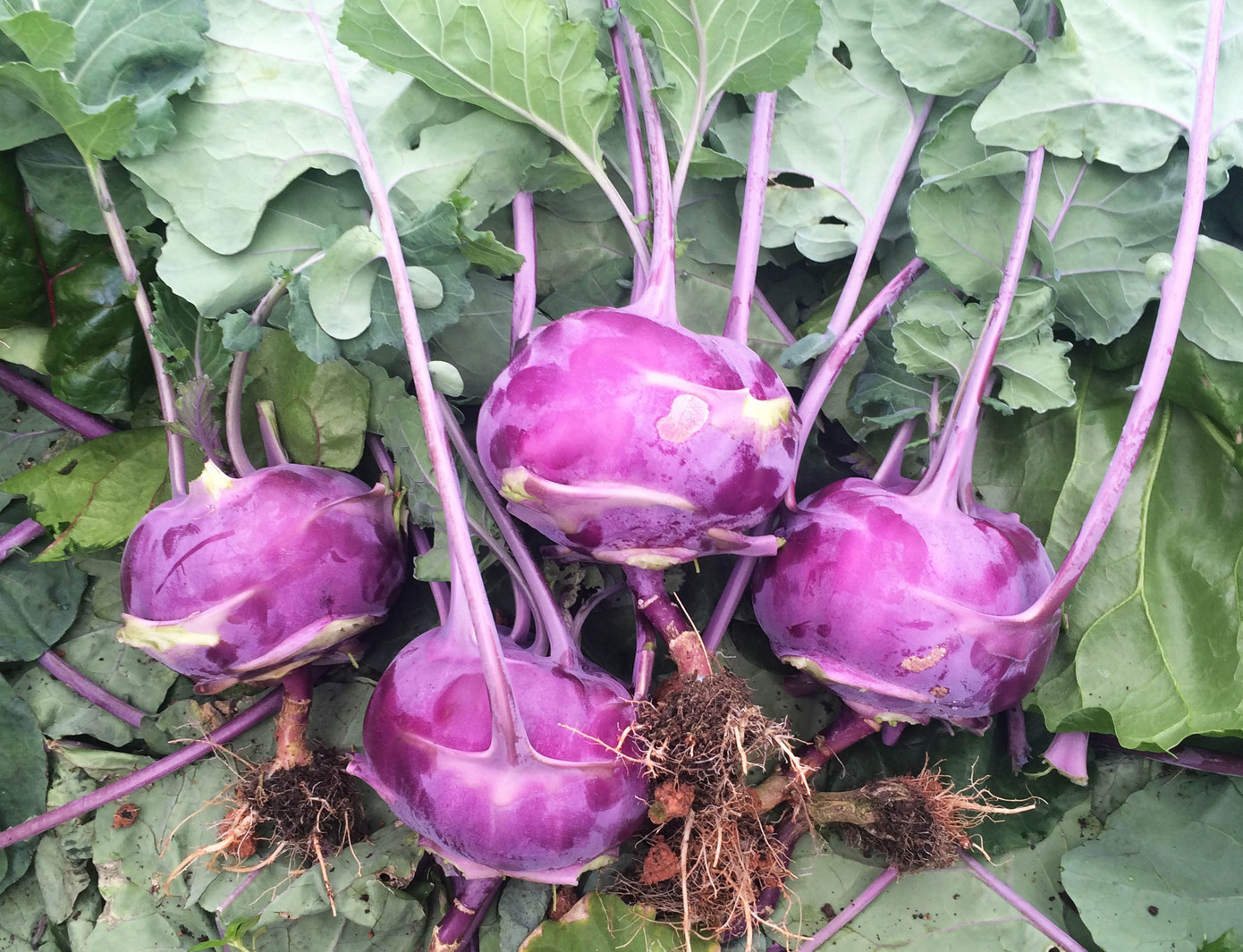 Ngỡ ngàng với vườn cây trái lạ của lão nông Đà Lạt ảnh 5