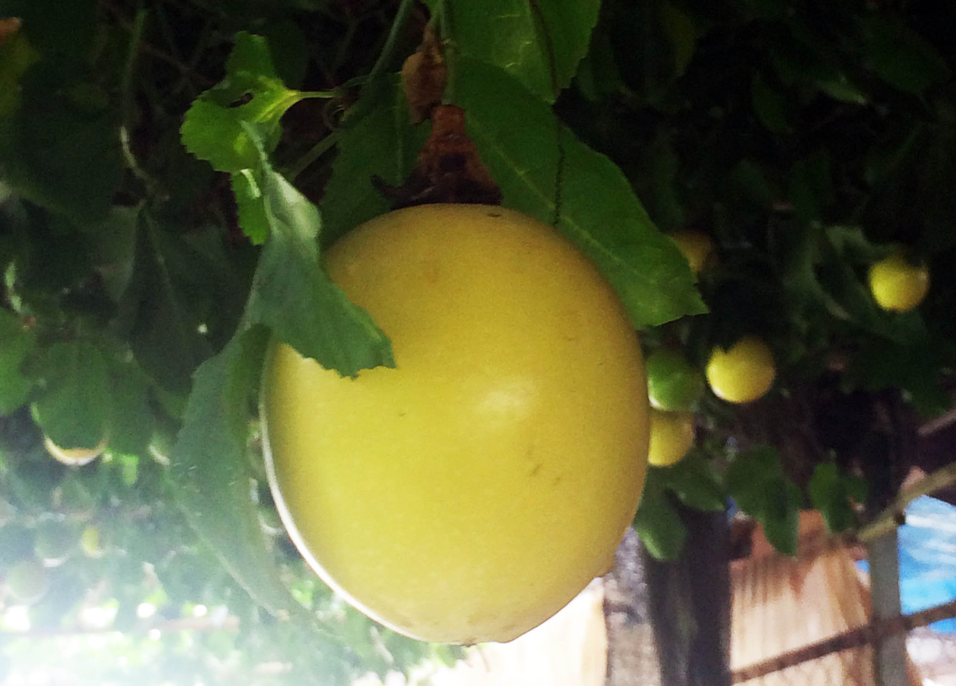 Ngỡ ngàng với vườn cây trái lạ của lão nông Đà Lạt ảnh 4