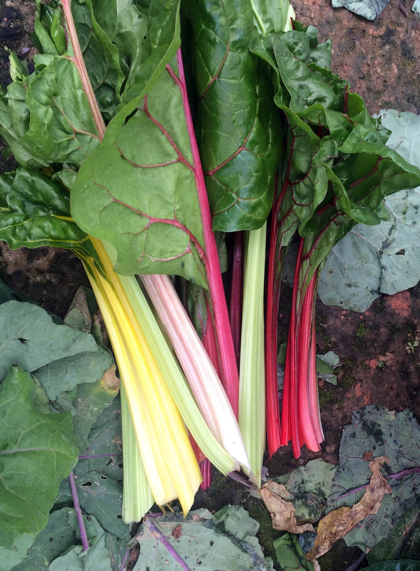 Ngỡ ngàng với vườn cây trái lạ của lão nông Đà Lạt ảnh 3