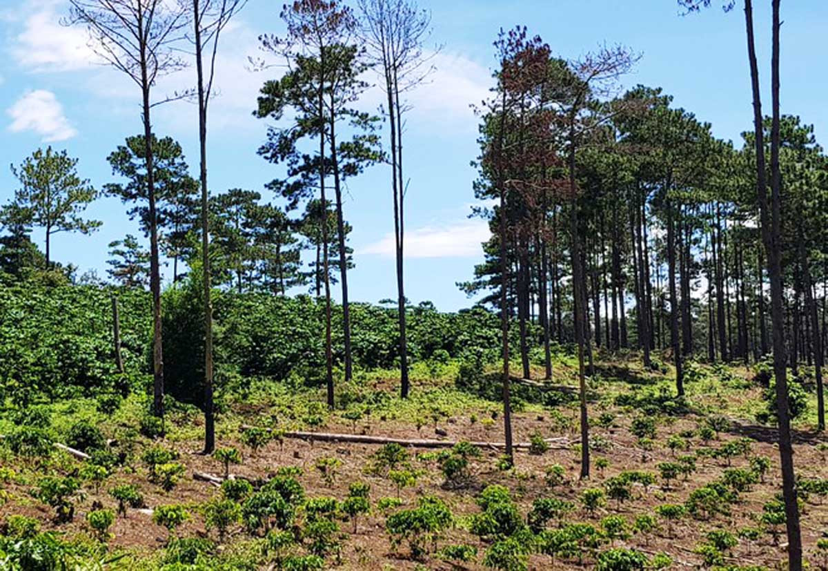 Nhiều dự án để mất rừng, chây ỳ bồi thường hàng trăm tỷ đồng ảnh 1