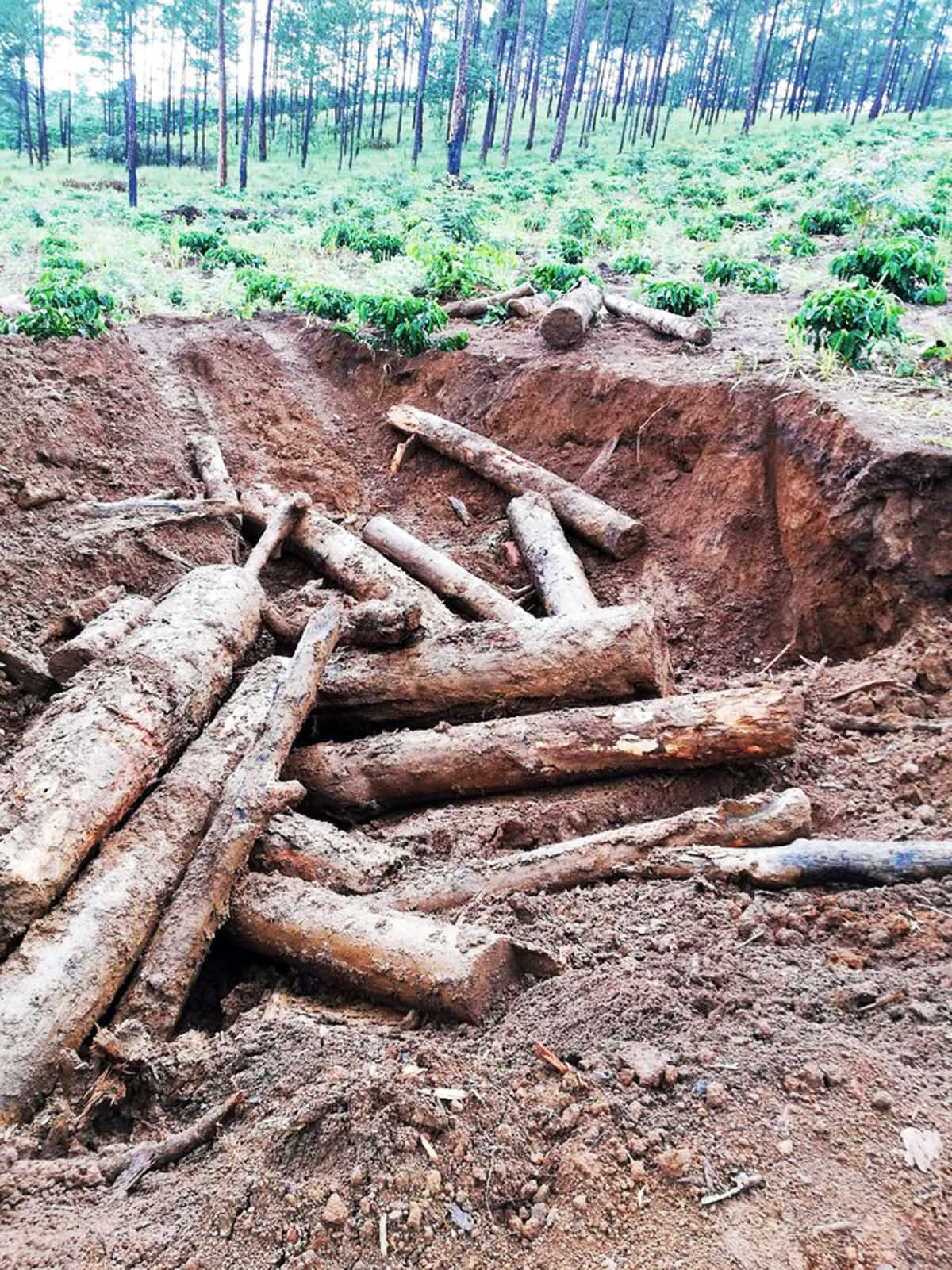 Nhiều dự án để mất rừng, chây ỳ bồi thường hàng trăm tỷ đồng ảnh 3