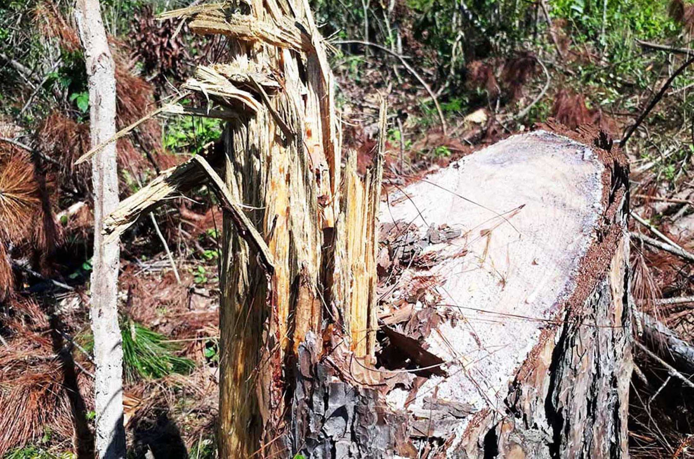 Nhiều dự án để mất rừng, chây ỳ bồi thường hàng trăm tỷ đồng ảnh 2