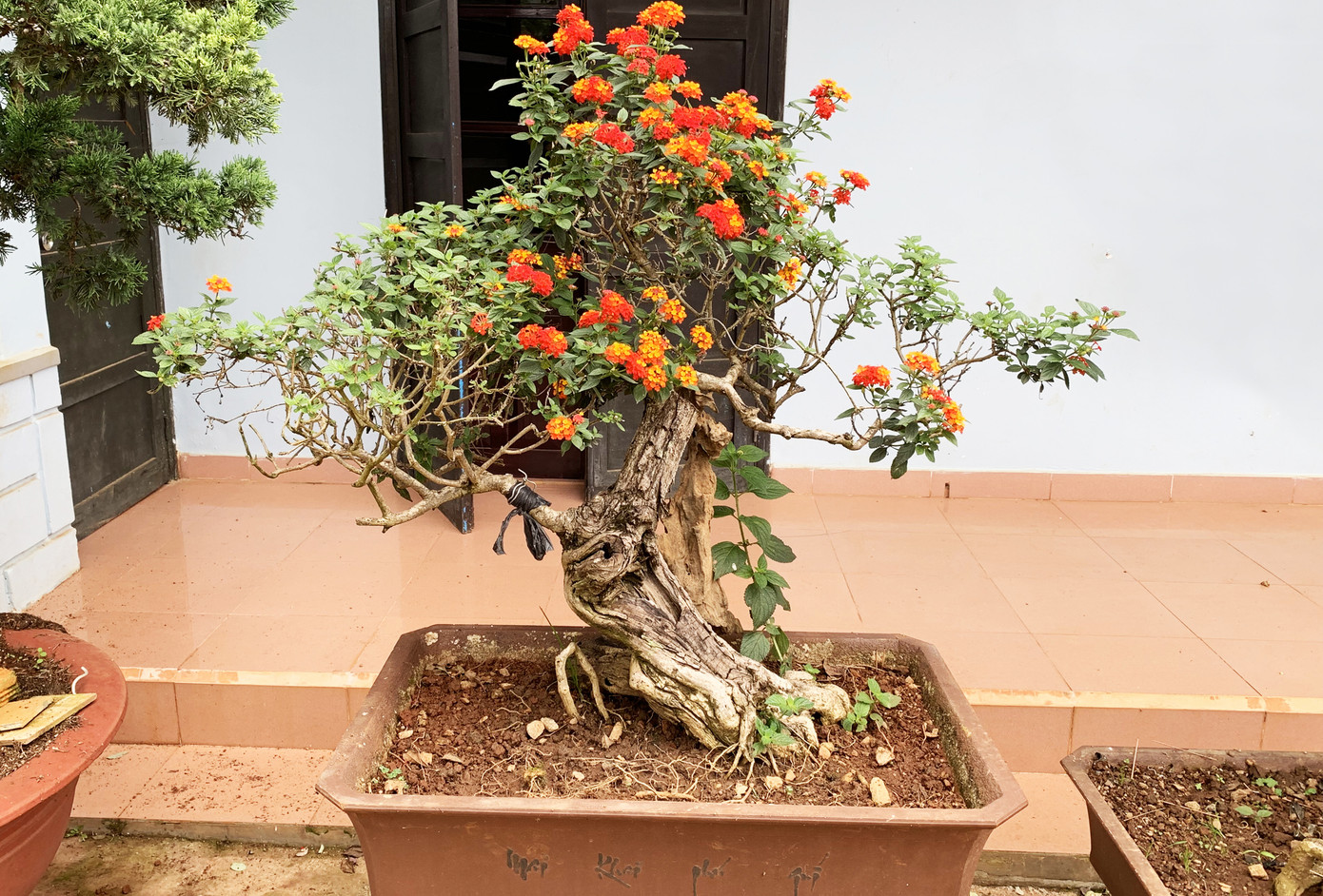 Nhiều loài hoa dại thành bon sai trăm triệu ở Đà Lạt ảnh 3