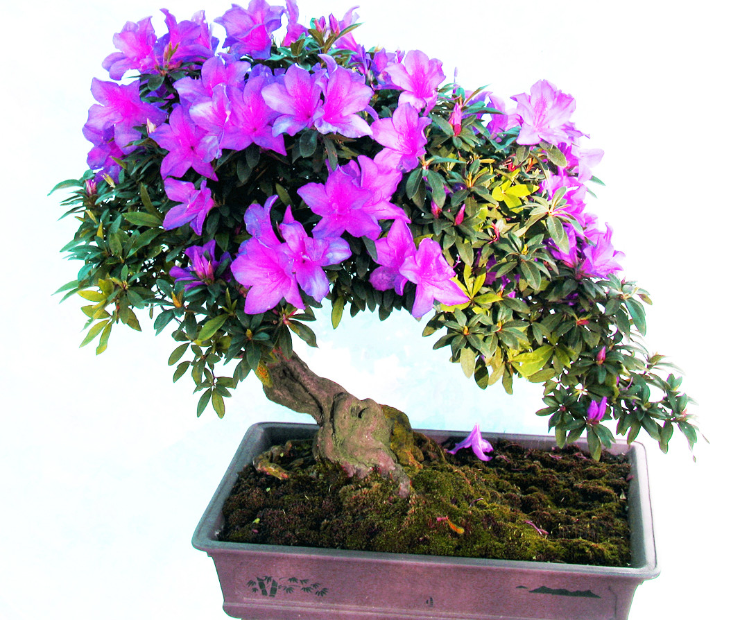 Nhiều loài hoa dại thành bon sai trăm triệu ở Đà Lạt ảnh 2