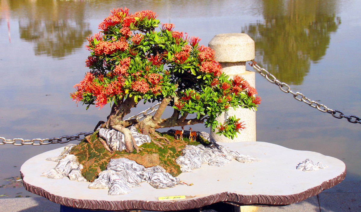 Nhiều loài hoa dại thành bon sai trăm triệu ở Đà Lạt ảnh 4