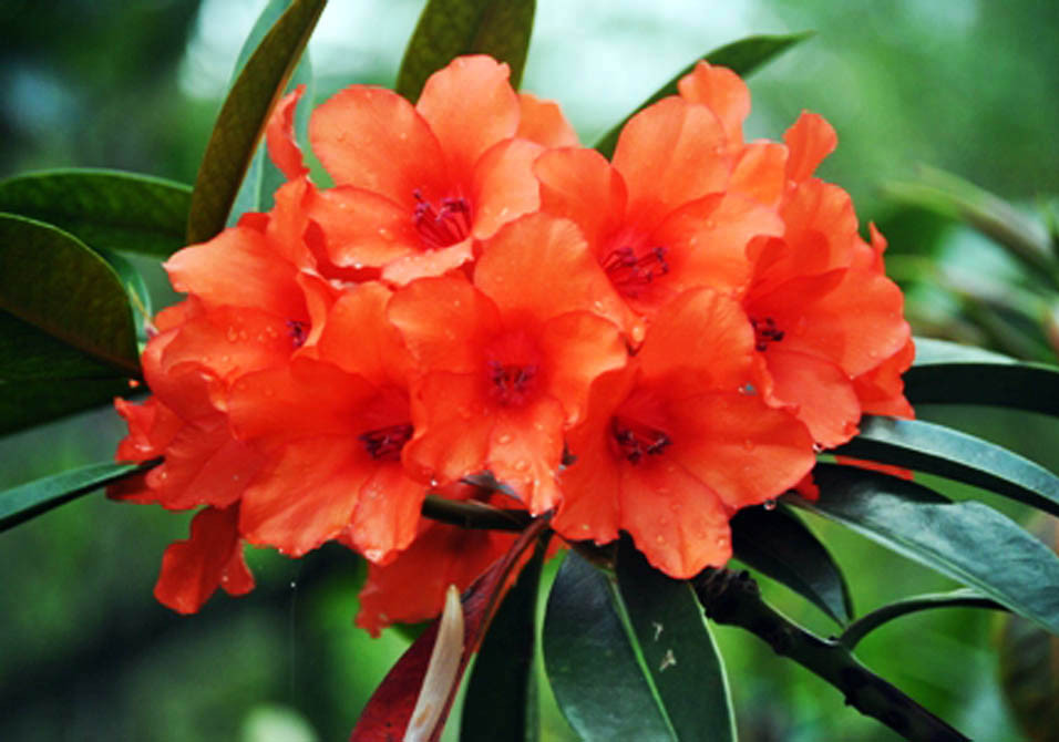 Nhiều loài hoa dại thành bon sai trăm triệu ở Đà Lạt ảnh 1