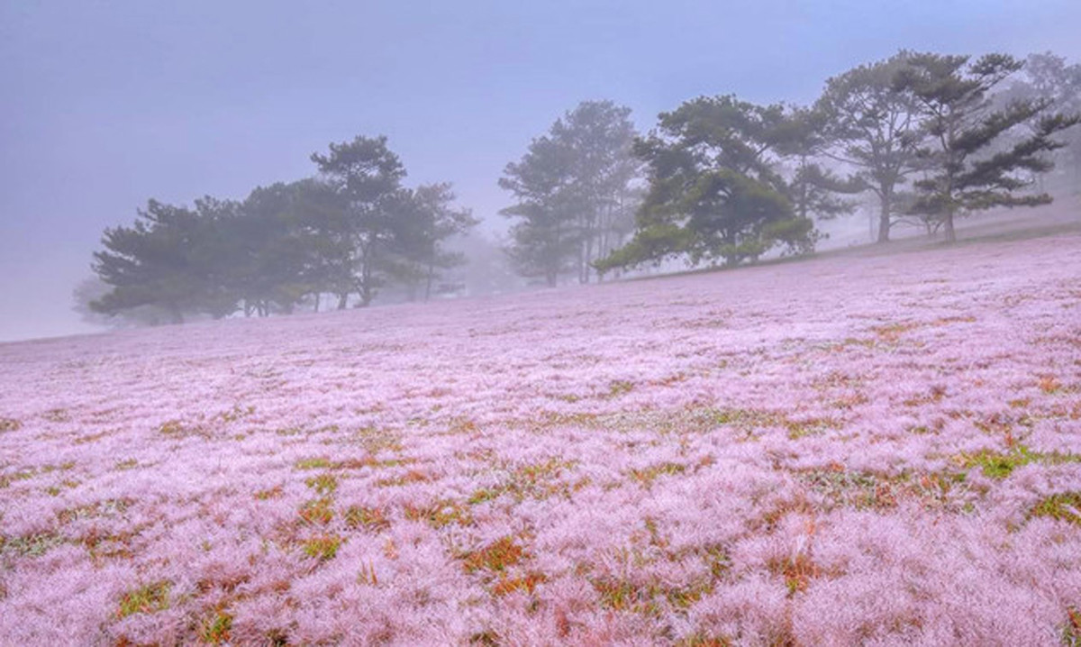 Đồi cỏ hồng Lâm Đồng khiến du khách mê mẩn ảnh 7