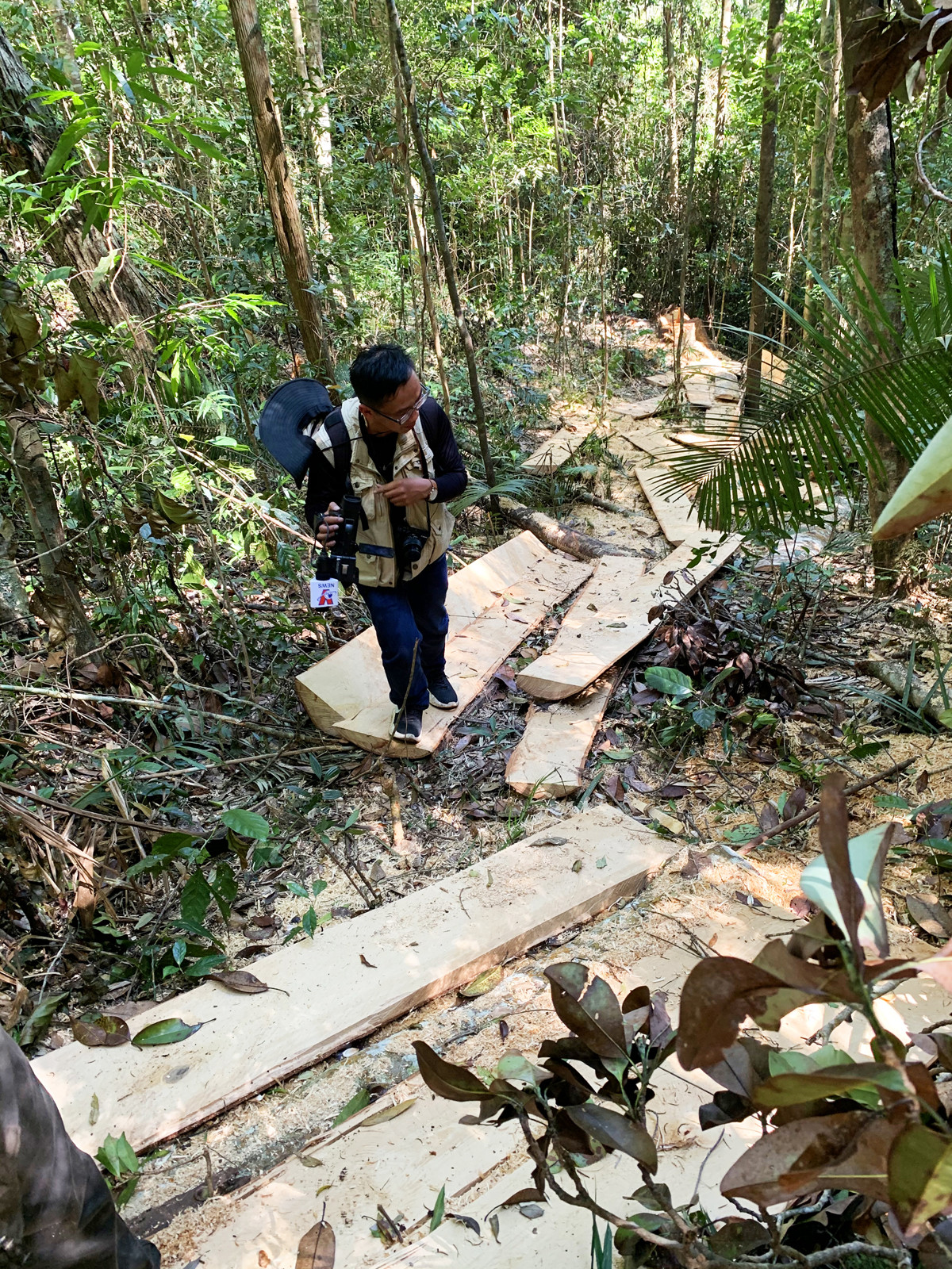 Bắt 3 lâm tặc triệt hạ rừng bạch tùng hàng trăm năm tuổi ảnh 2