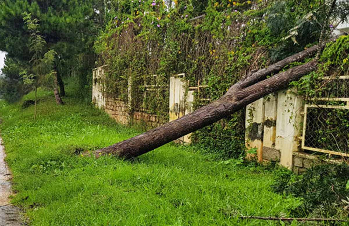 Nhiều cây ngã đổ trên đường, 2 người bị thương ở đèo Prenn ảnh 2