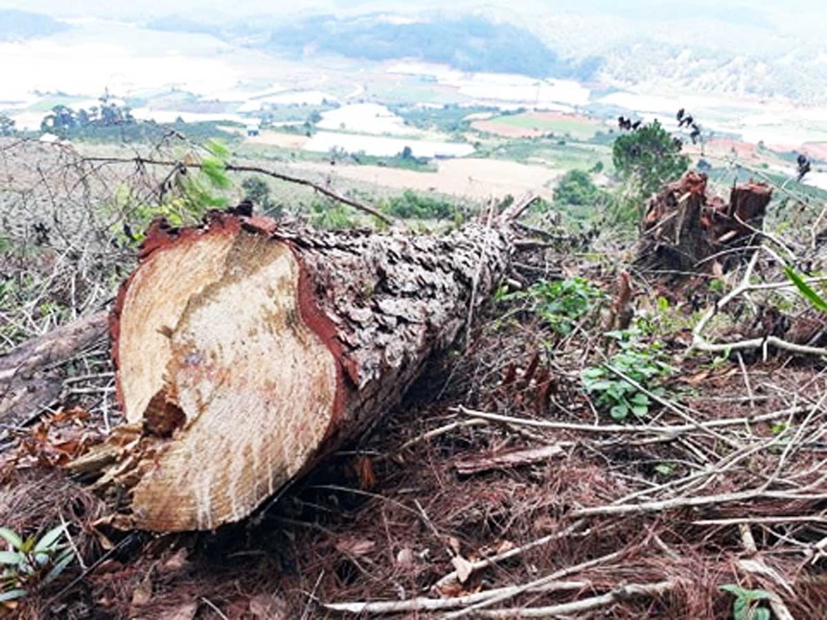 Nhức nhối nạn phá rừng ở khu dự trữ sinh quyển thế giới Lang Biang ảnh 3