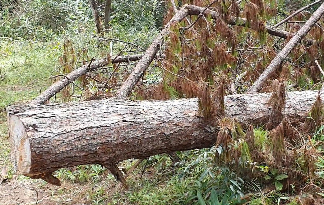 Phó Thủ tướng yêu cầu xử lý nghiêm vụ phá rừng phòng hộ Đa Nhim ảnh 2