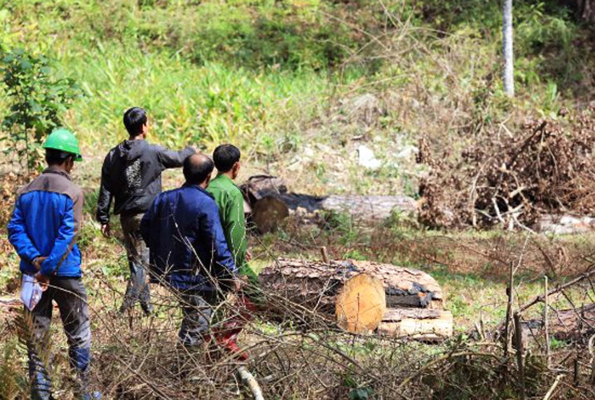 Phó Thủ tướng yêu cầu xử lý nghiêm vụ phá rừng phòng hộ Đa Nhim ảnh 3