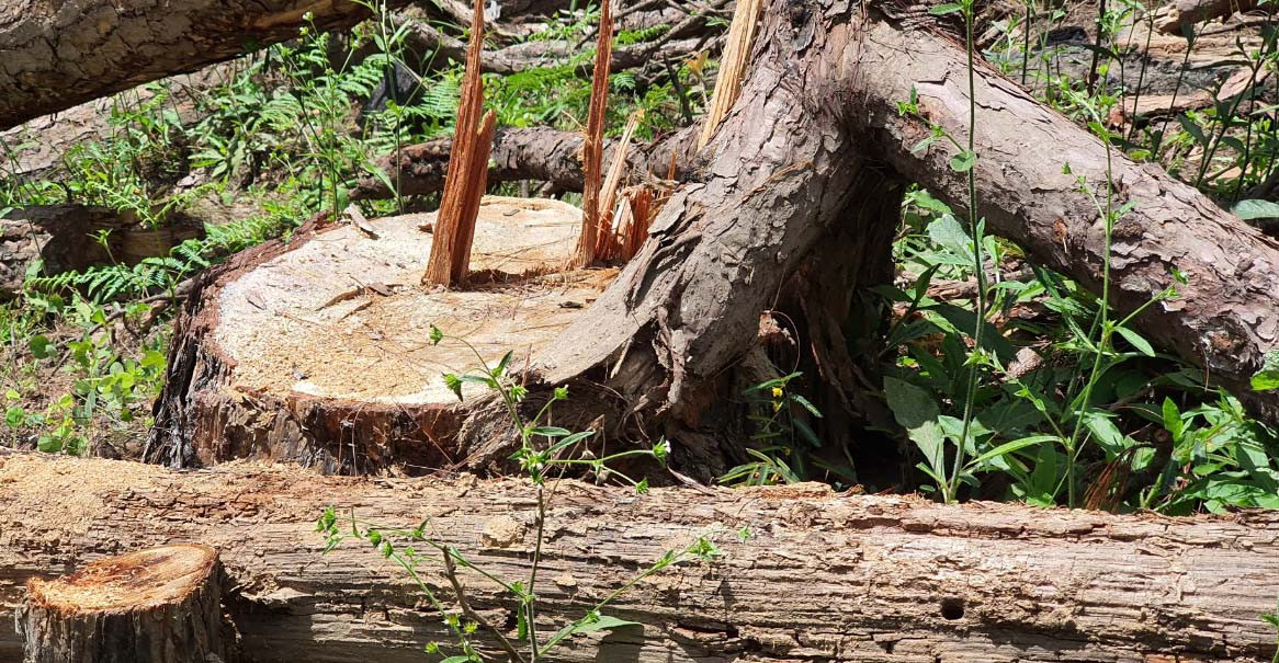 Phó Thủ tướng yêu cầu xử lý nghiêm vụ phá rừng phòng hộ Đa Nhim ảnh 1