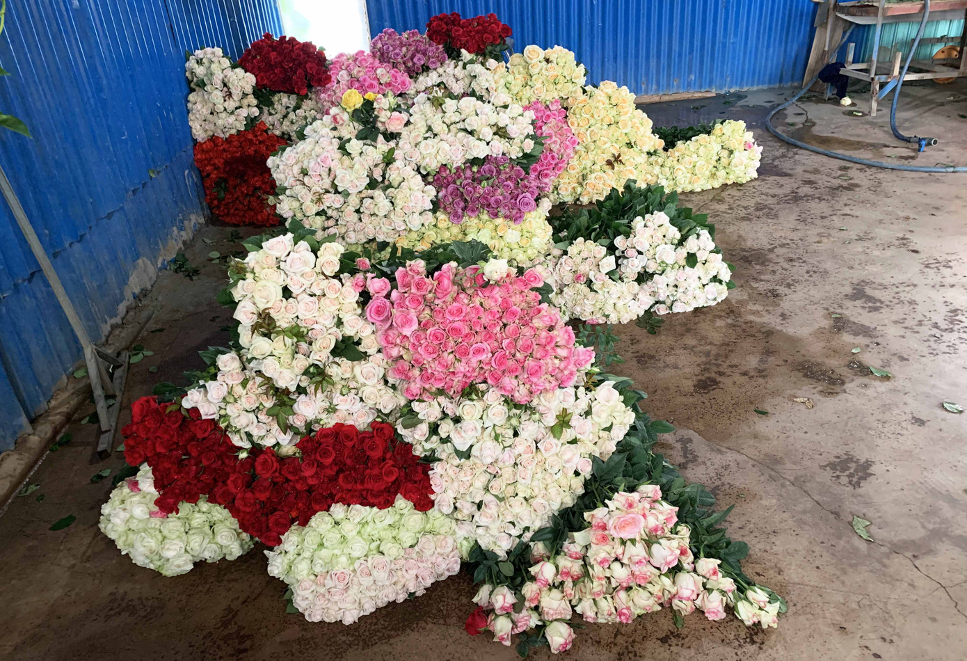 Hết thời phải đổ bỏ vì COVID-19, giá hoa hồng Đà Lạt tăng vọt ảnh 2