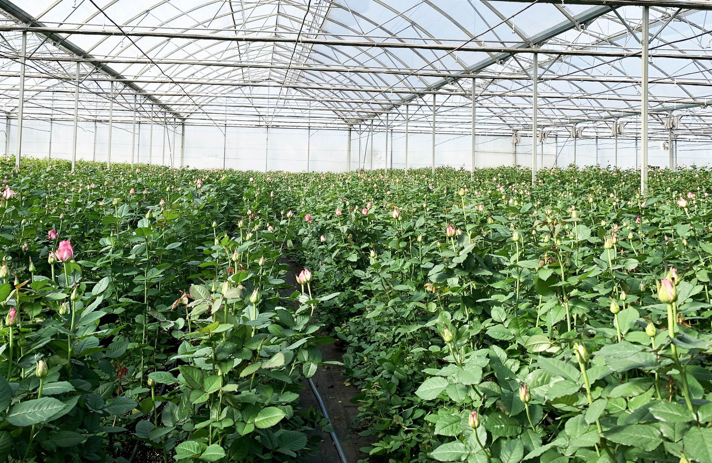 Hết thời phải đổ bỏ vì COVID-19, giá hoa hồng Đà Lạt tăng vọt ảnh 1