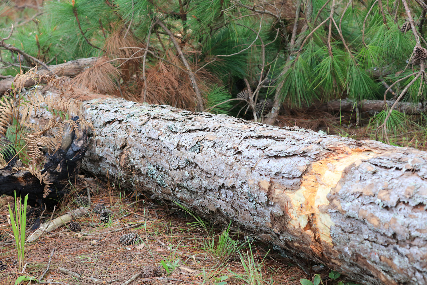 'Đầu độc' 59 cây thông, chỉ xử phạt 11 triệu đồng ảnh 1