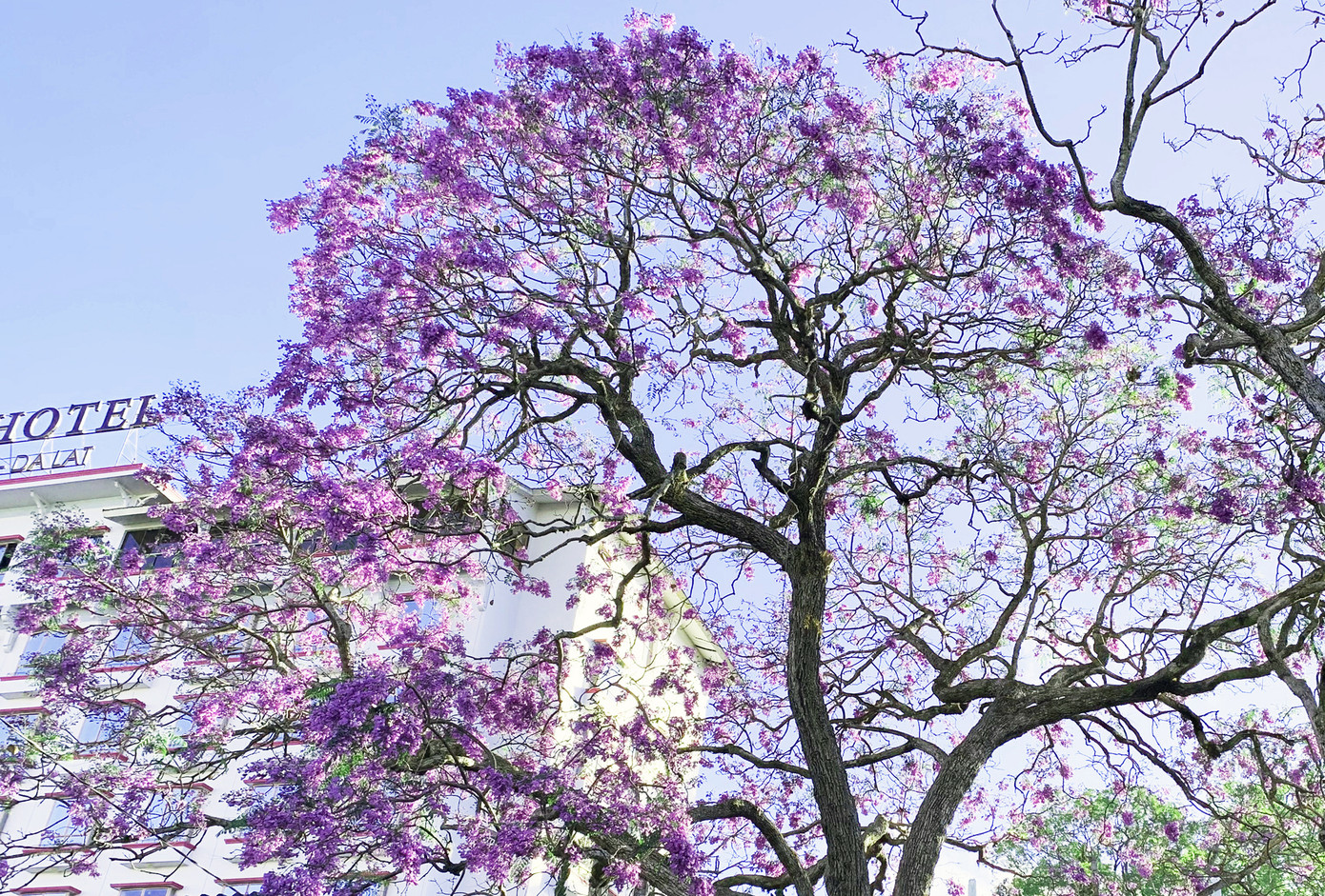 Chuyện về những cây phượng tím 'di sản' ở Đà Lạt ảnh 1