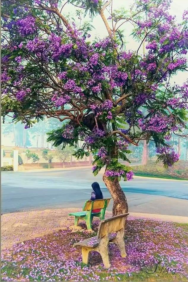 Chuyện về những cây phượng tím 'di sản' ở Đà Lạt ảnh 4