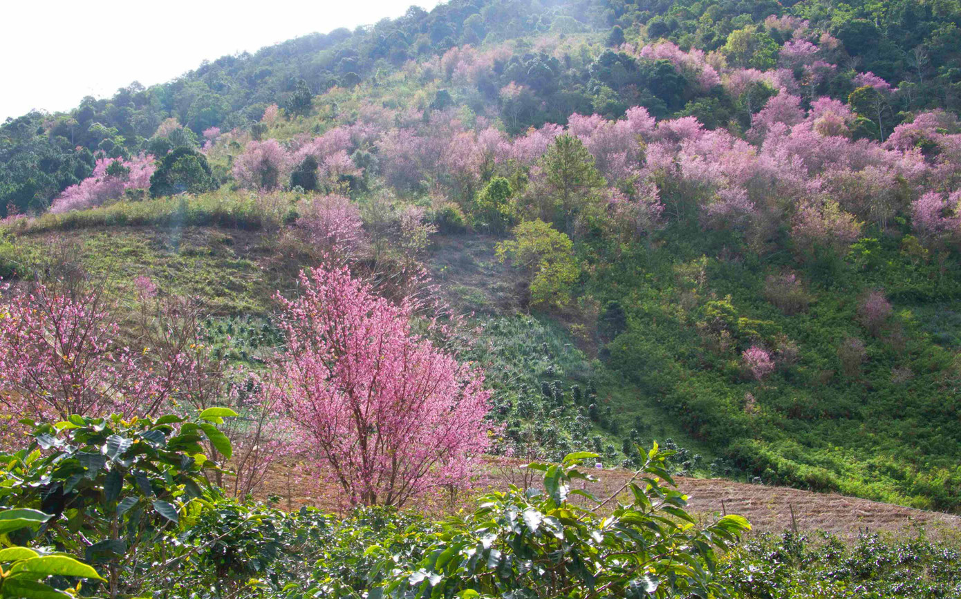 Tết Dương lịch đến Đà Lạt săn mây, ngắm hoa ảnh 1