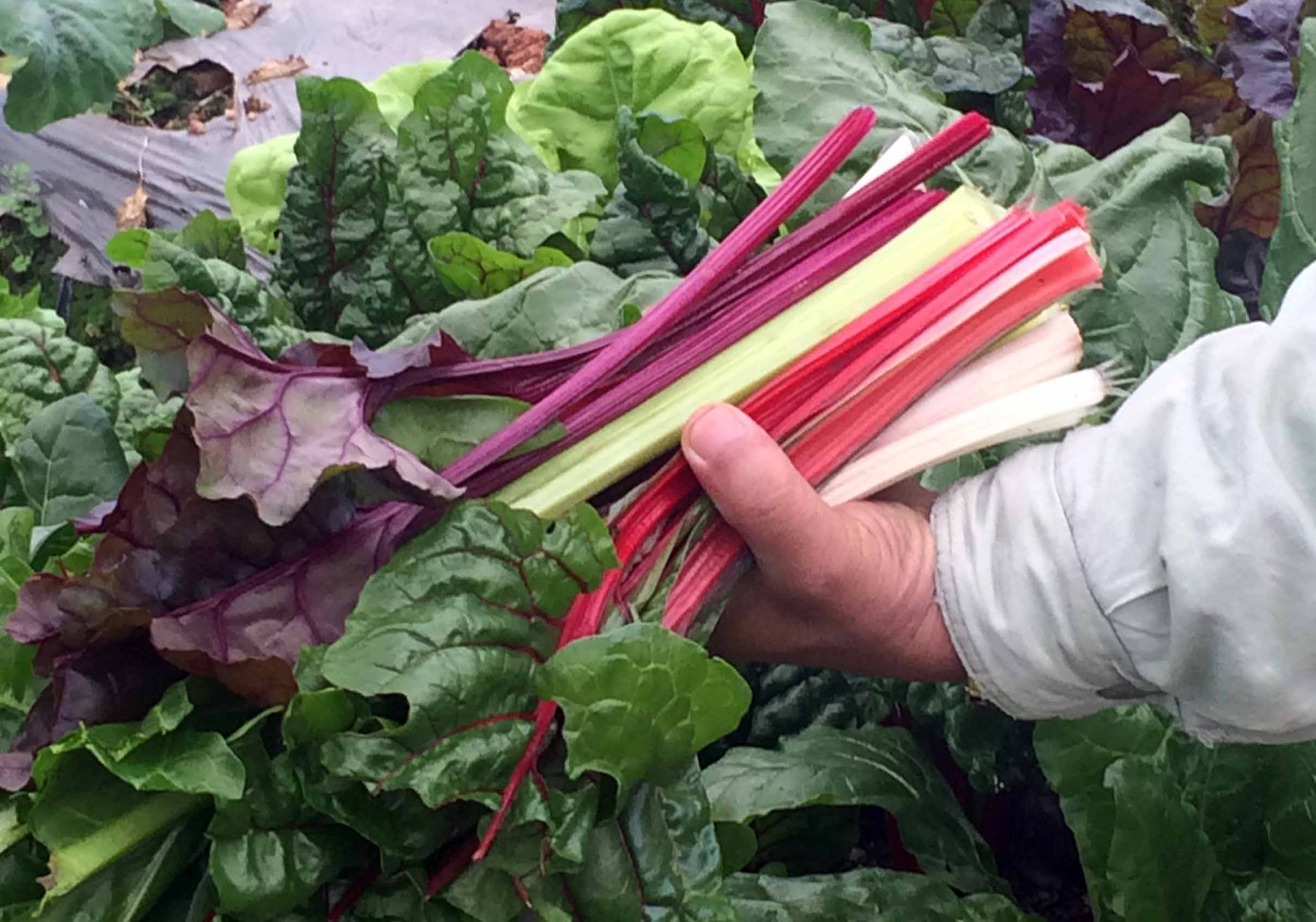 Giỏ quà Tết nông sản sạch Đà Lạt ảnh 2