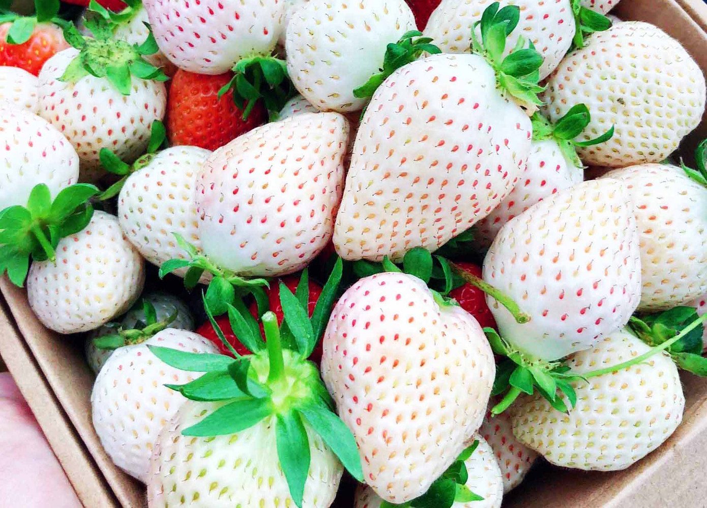 Giỏ quà Tết nông sản sạch Đà Lạt ảnh 5