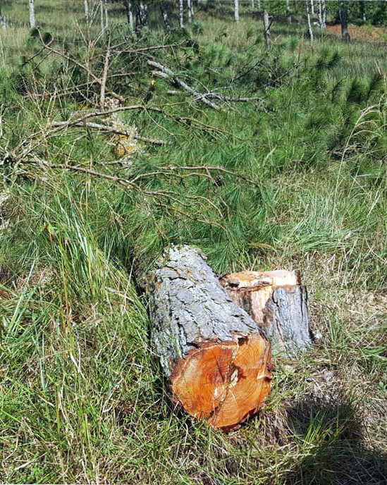 Tàn phá rừng thông phòng hộ ở Đà Lạt, công an triệu tập 3 đối tượng ảnh 1