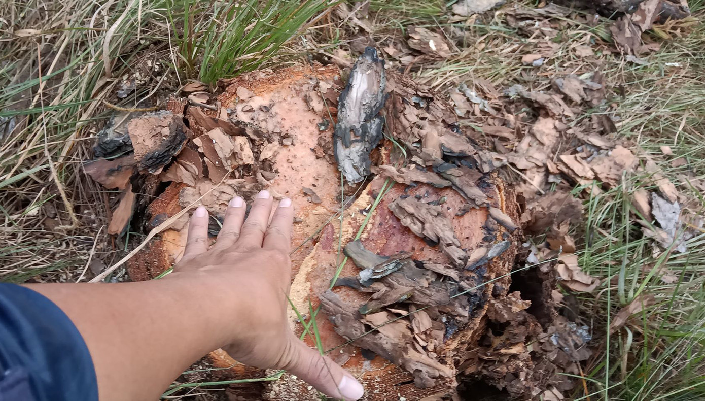 Tàn phá rừng thông phòng hộ ở Đà Lạt, công an triệu tập 3 đối tượng ảnh 2