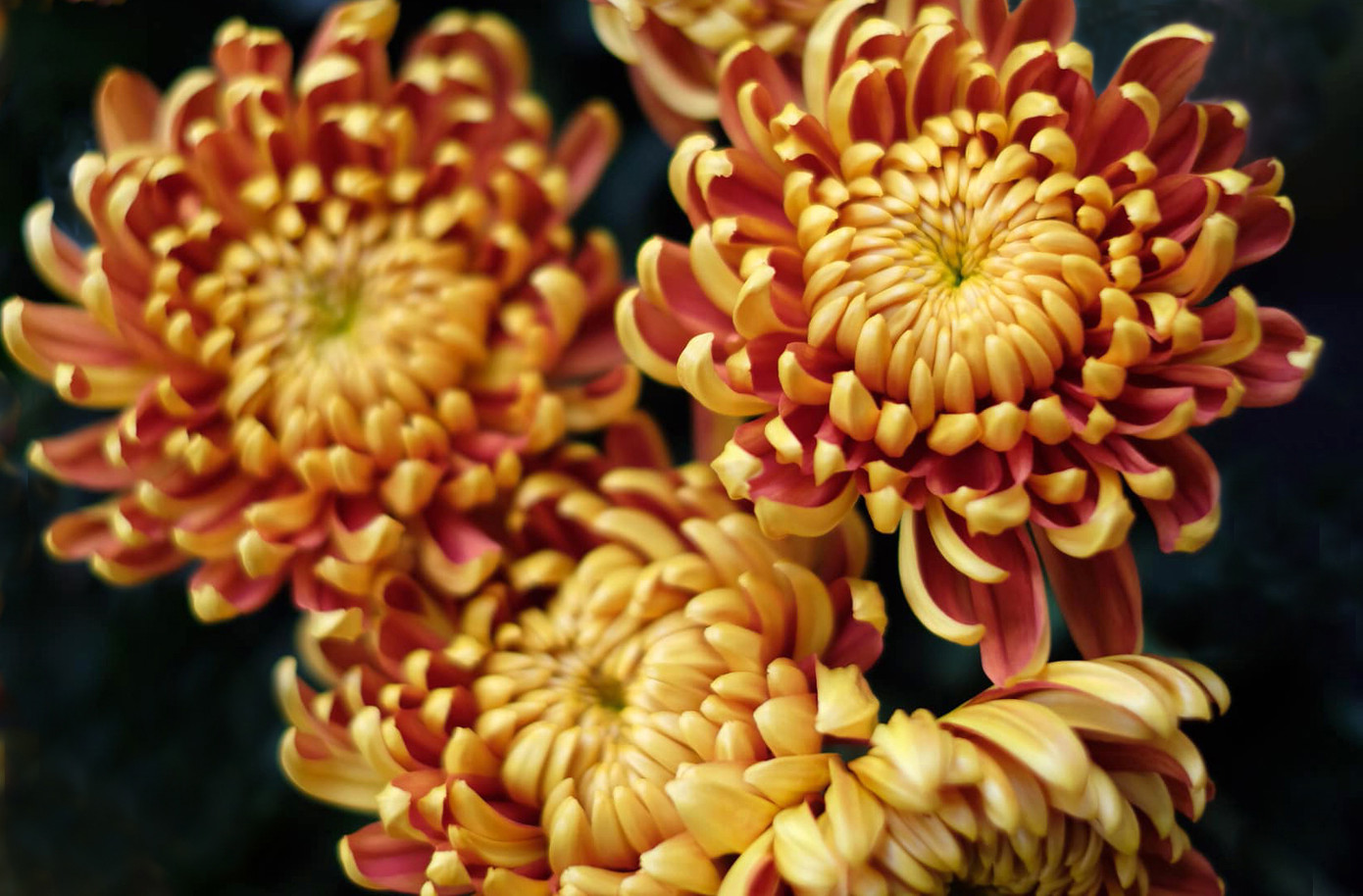 Đà Lạt: Trắng đêm thu hoạch hoa Tết chở về xuôi, công cắt hoa tăng gấp 3 lần ảnh 4