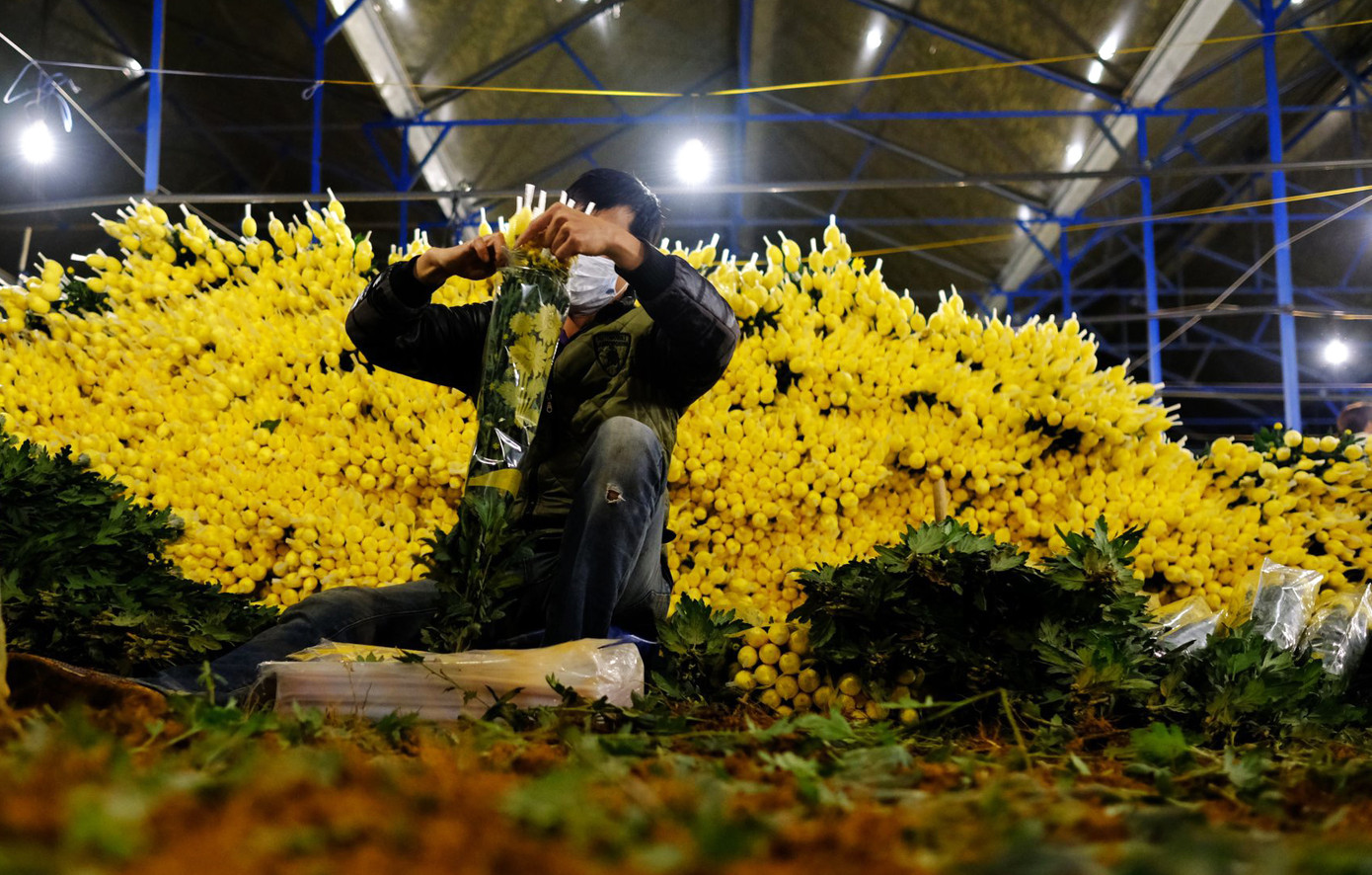 Đà Lạt: Trắng đêm thu hoạch hoa Tết chở về xuôi, công cắt hoa tăng gấp 3 lần ảnh 1