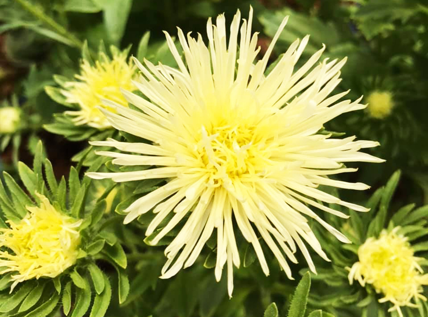 Đà Lạt: Trắng đêm thu hoạch hoa Tết chở về xuôi, công cắt hoa tăng gấp 3 lần ảnh 3