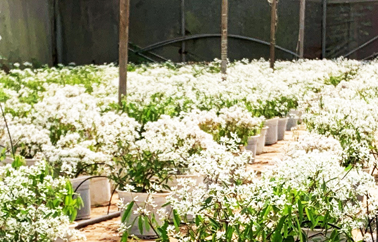 Hoa tuyết mong manh, tinh khôi xuất hiện ở Đà Lạt ảnh 4