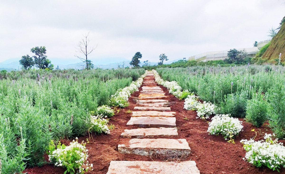 Hoa tuyết mong manh, tinh khôi xuất hiện ở Đà Lạt ảnh 3