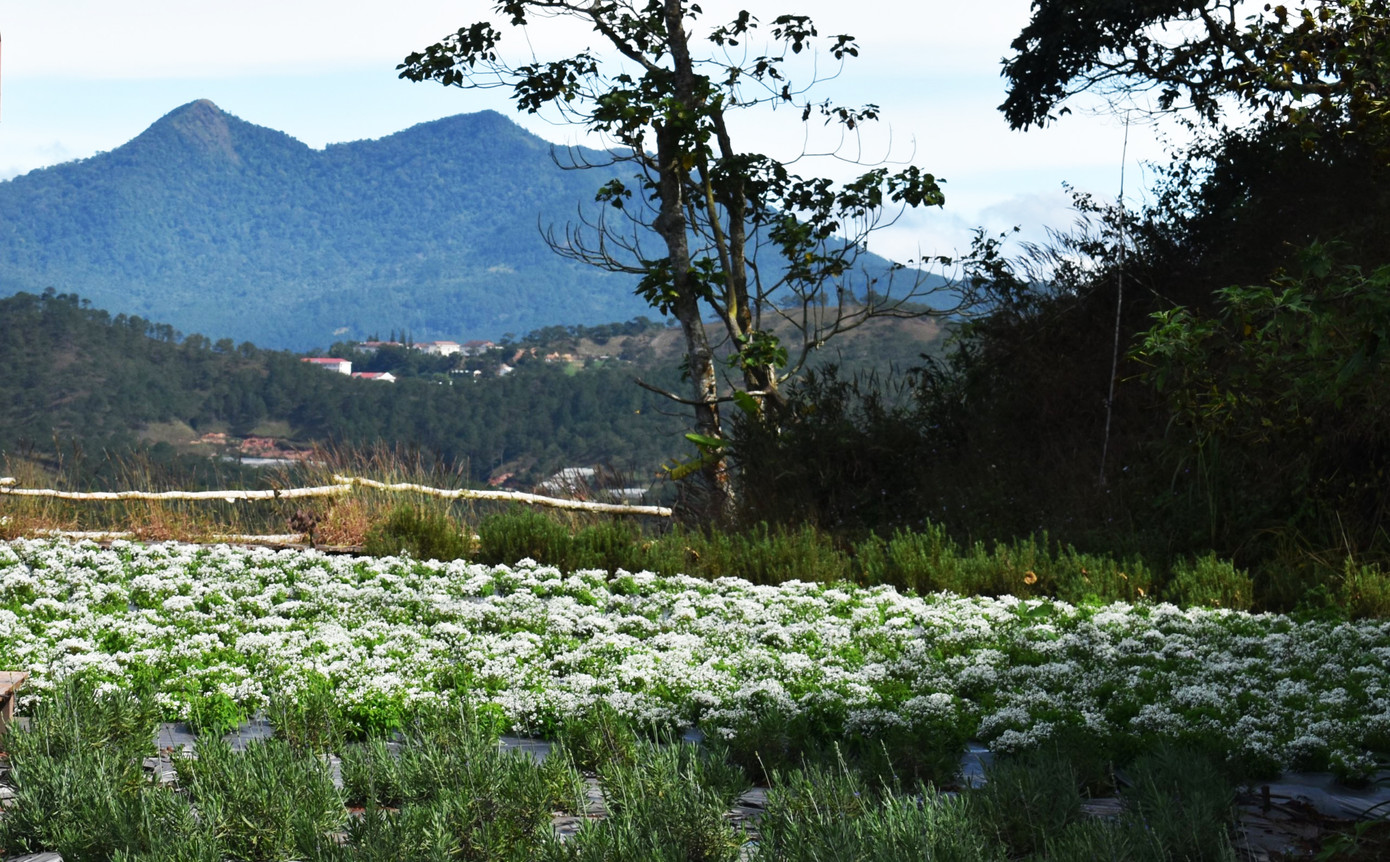 Hoa tuyết mong manh, tinh khôi xuất hiện ở Đà Lạt ảnh 5
