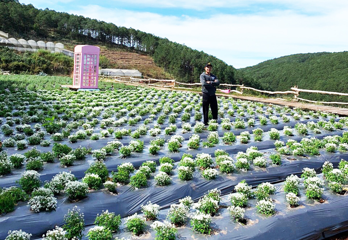 Hoa tuyết mong manh, tinh khôi xuất hiện ở Đà Lạt ảnh 2