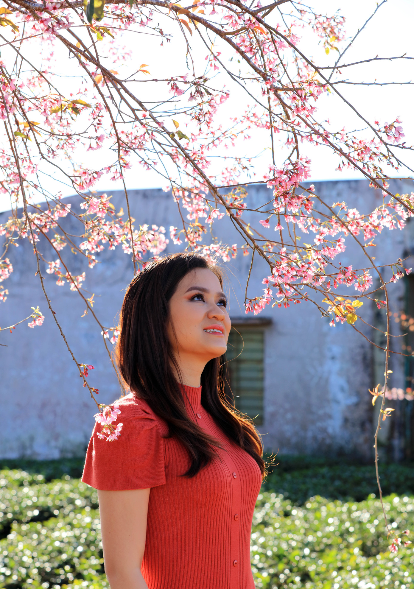 Mai anh đào khoe sắc rực hồng phố núi Đà Lạt ảnh 4