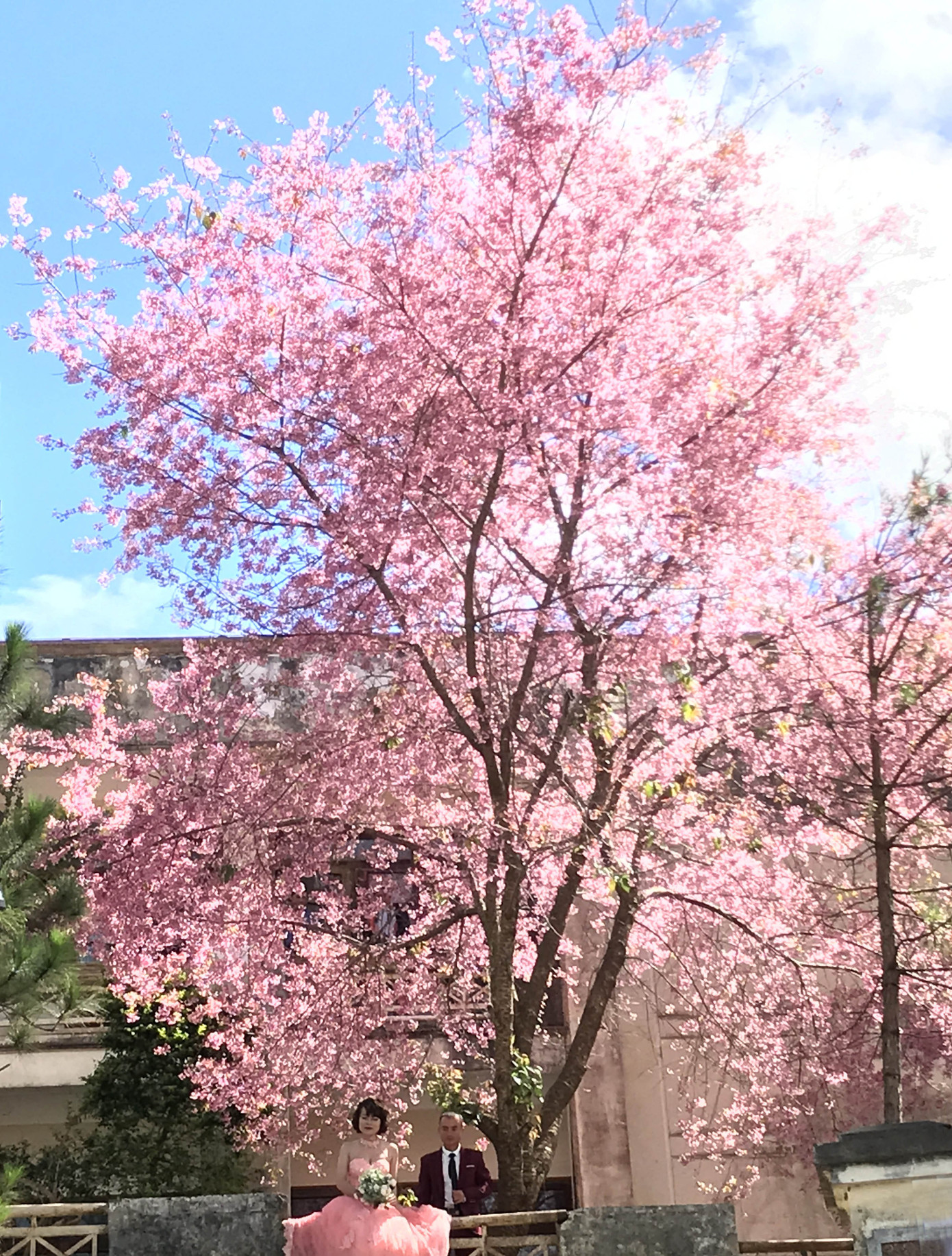 Mai anh đào khoe sắc rực hồng phố núi Đà Lạt ảnh 2