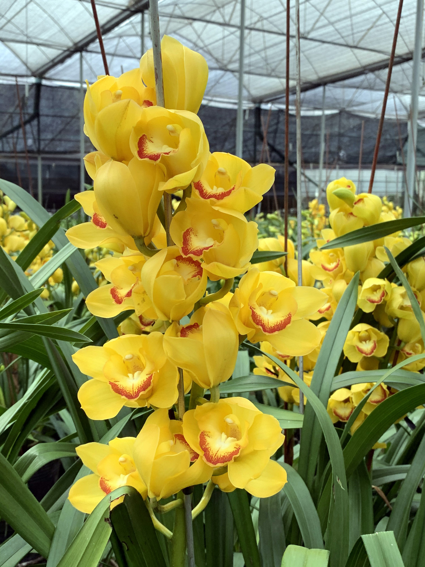 Địa lan Đà Lạt đua nở trước Tết, người trồng 'như ngồi trên lửa' ảnh 5