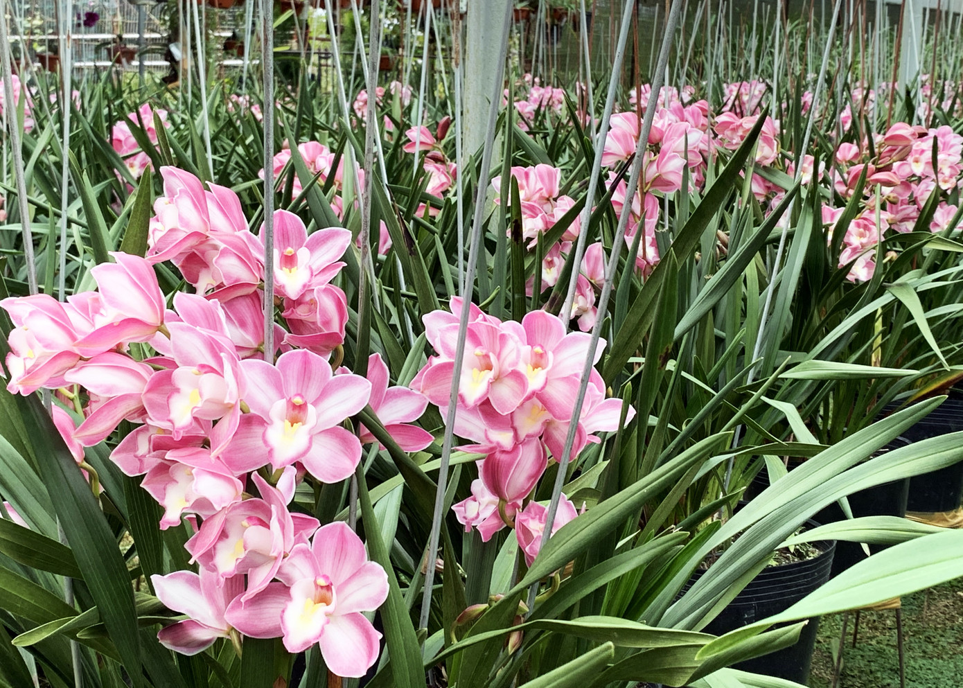 Địa lan Đà Lạt đua nở trước Tết, người trồng 'như ngồi trên lửa' ảnh 1