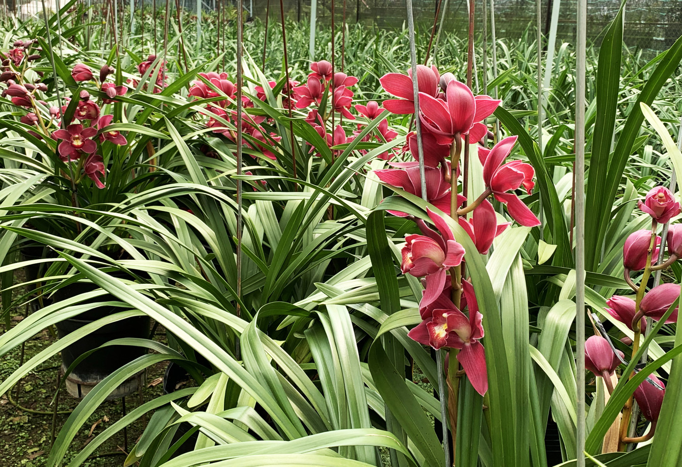 Địa lan Đà Lạt đua nở trước Tết, người trồng 'như ngồi trên lửa' ảnh 4