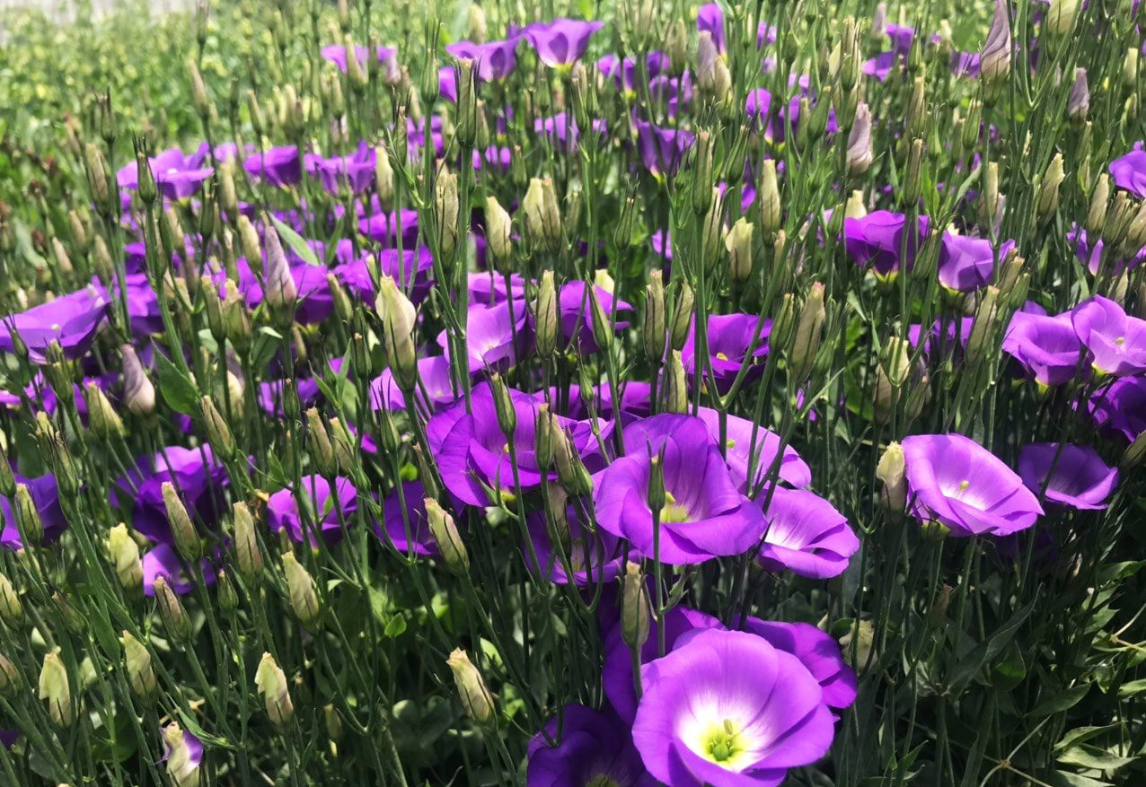 Nhà vườn trồng hoa ở Đà Lạt thấp thỏm trước COVID-19 ảnh 5