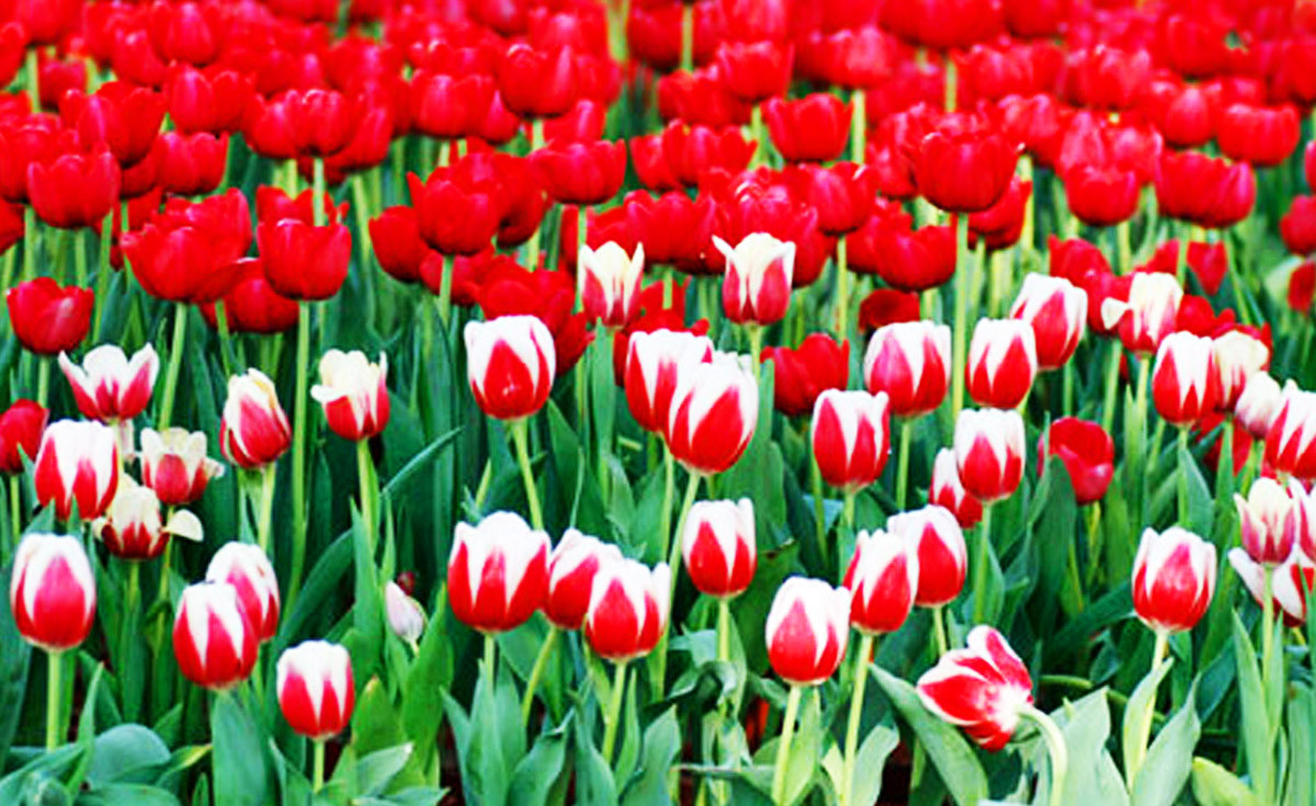 Nhà vườn trồng hoa ở Đà Lạt thấp thỏm trước COVID-19 ảnh 3