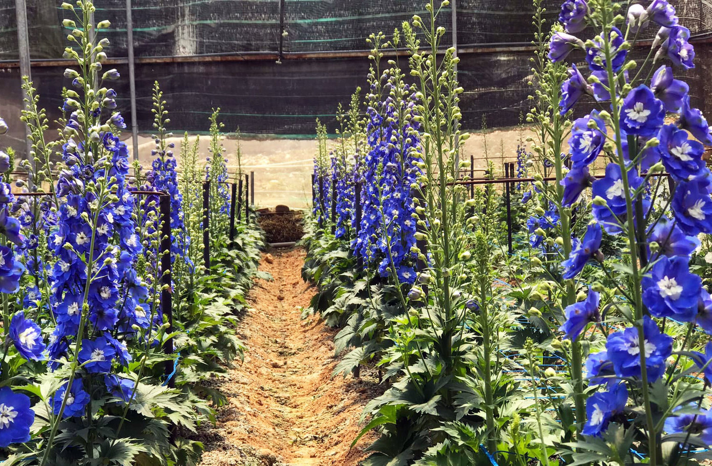 Nhà vườn trồng hoa ở Đà Lạt thấp thỏm trước COVID-19 ảnh 6