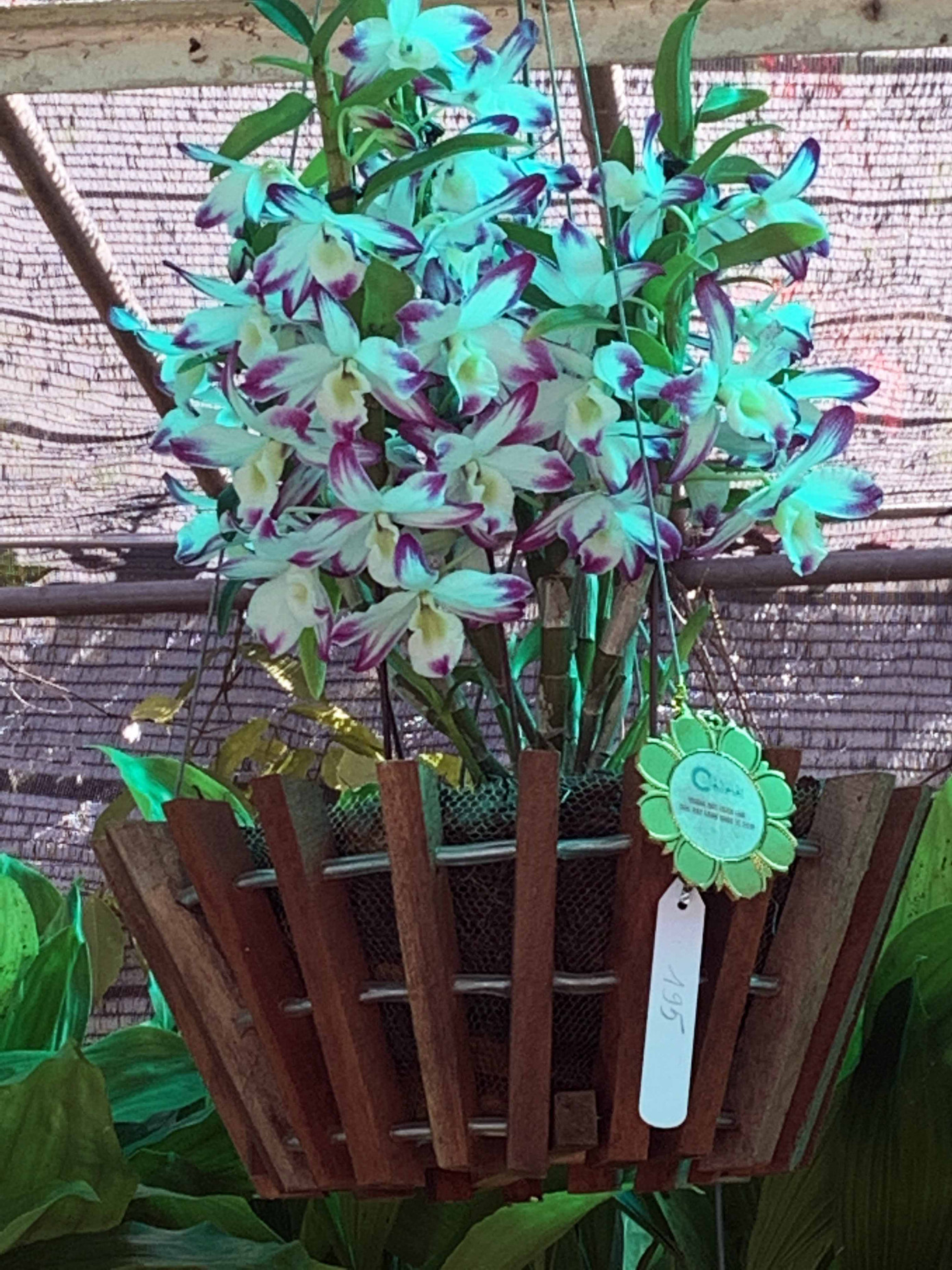 1.500 chậu lan đua hương sắc tại hội thi Sắc màu hoa Lan Việt Nam ảnh 4