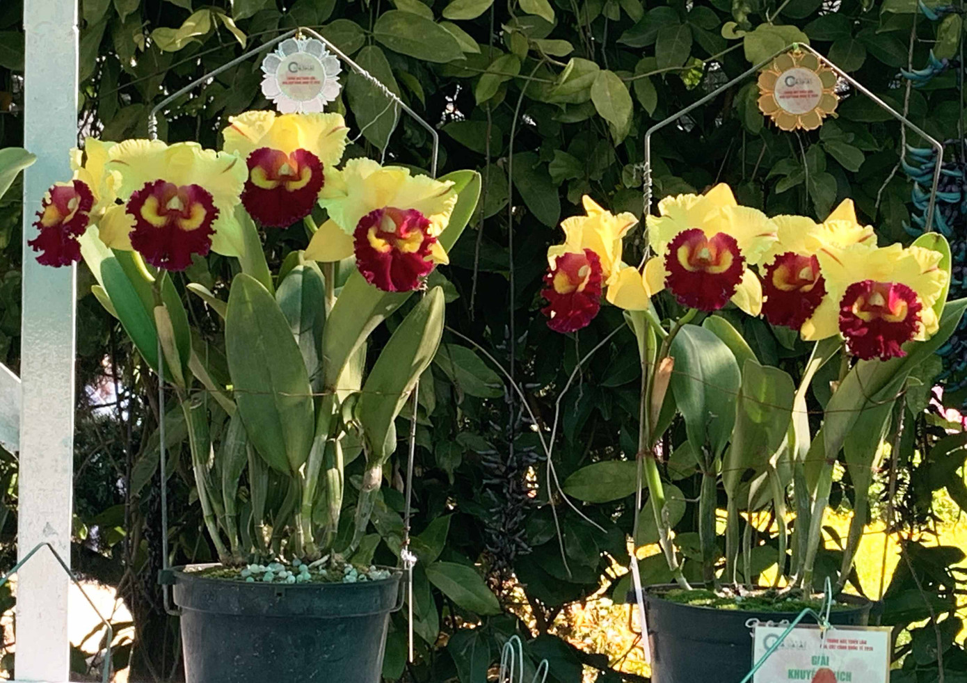 1.500 chậu lan đua hương sắc tại hội thi Sắc màu hoa Lan Việt Nam ảnh 3