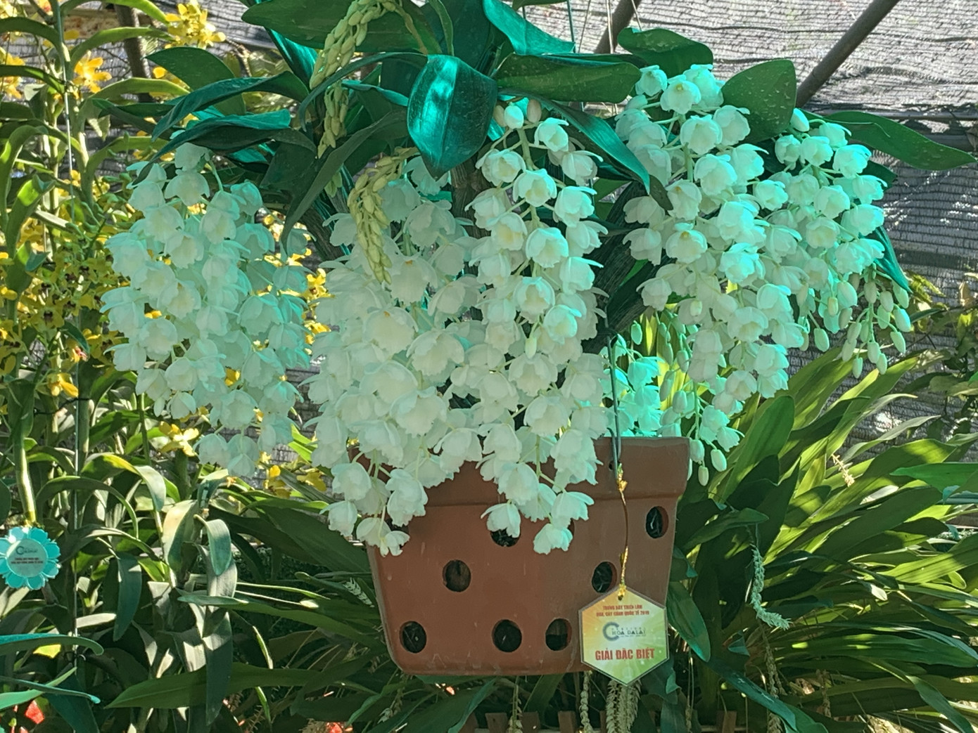 1.500 chậu lan đua hương sắc tại hội thi Sắc màu hoa Lan Việt Nam ảnh 2