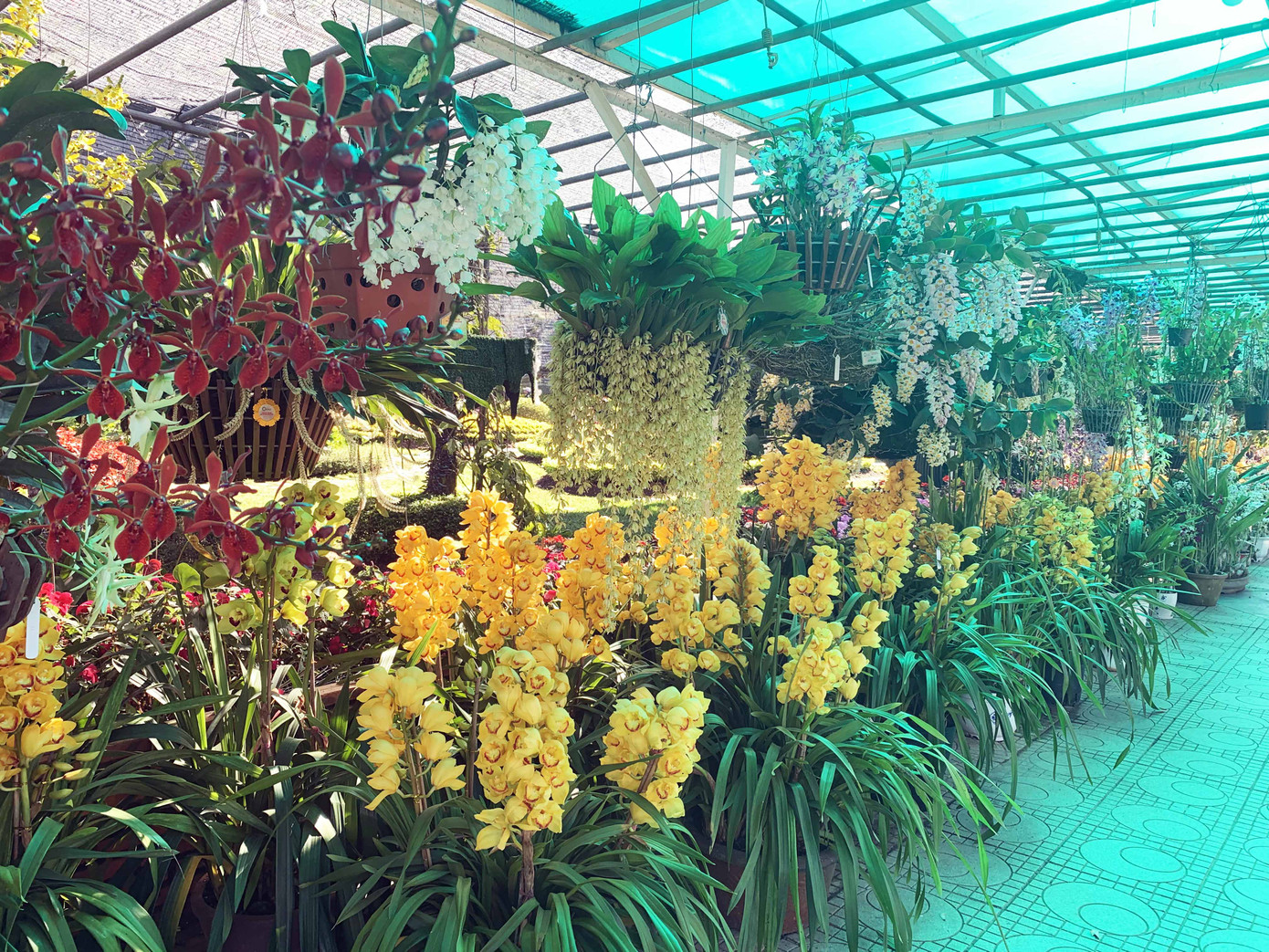 1.500 chậu lan đua hương sắc tại hội thi Sắc màu hoa Lan Việt Nam ảnh 1