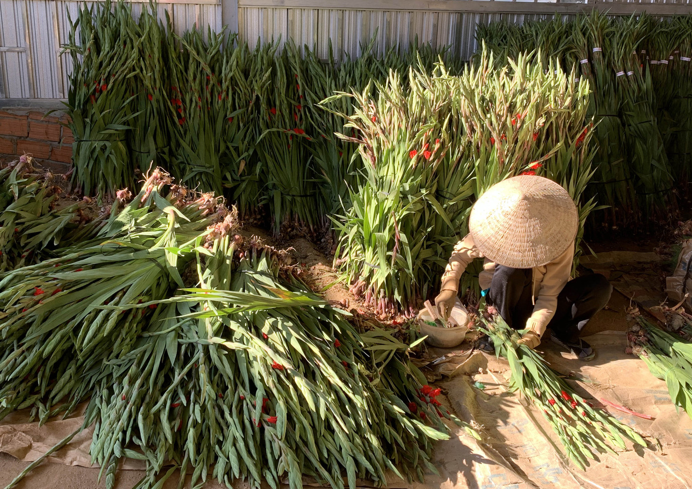 Làng hoa lay ơn lớn nhất nước lo âu vì hoa đột ngột rớt giá ảnh 3